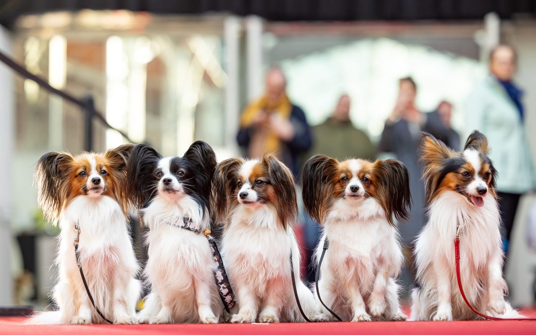 11. Hundetag Baden: Österreichs größtes Hunde Open Air
